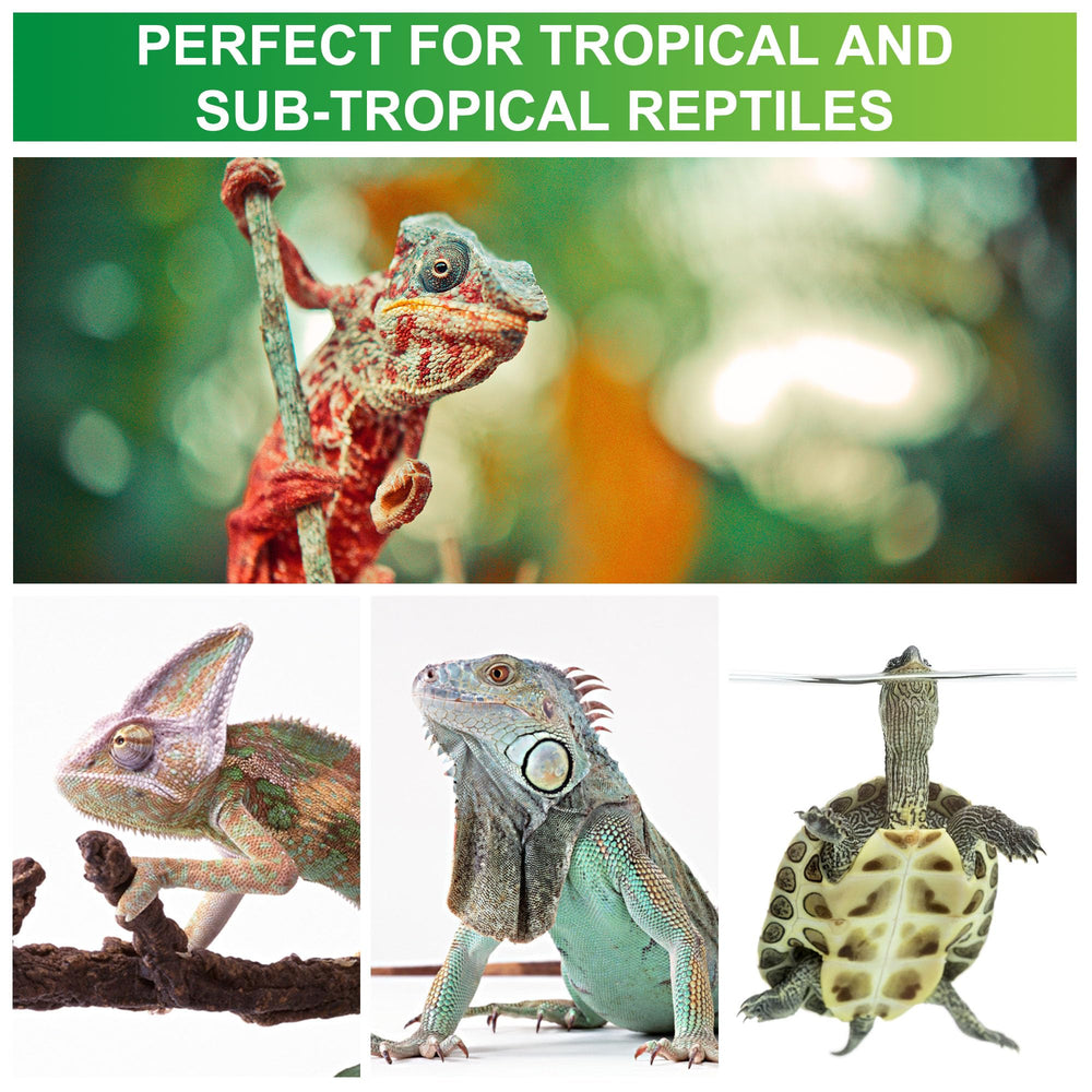 Jugbuy tropical terrarium setup with UVB bulbs enhancing basking and natural behaviors.