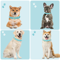 Jumpress small teal collar with D-ring demonstrates secure leash attachment.