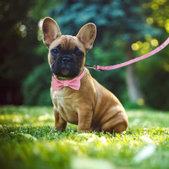 Jumpress small dog collar fits 11-16 inch neck for comfy use