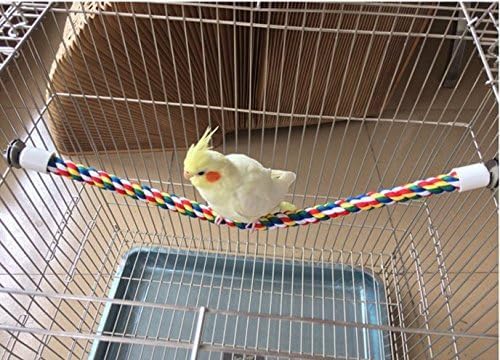 Jusney Conure Perch Use shows suitable stance for small to mid-size parrots.