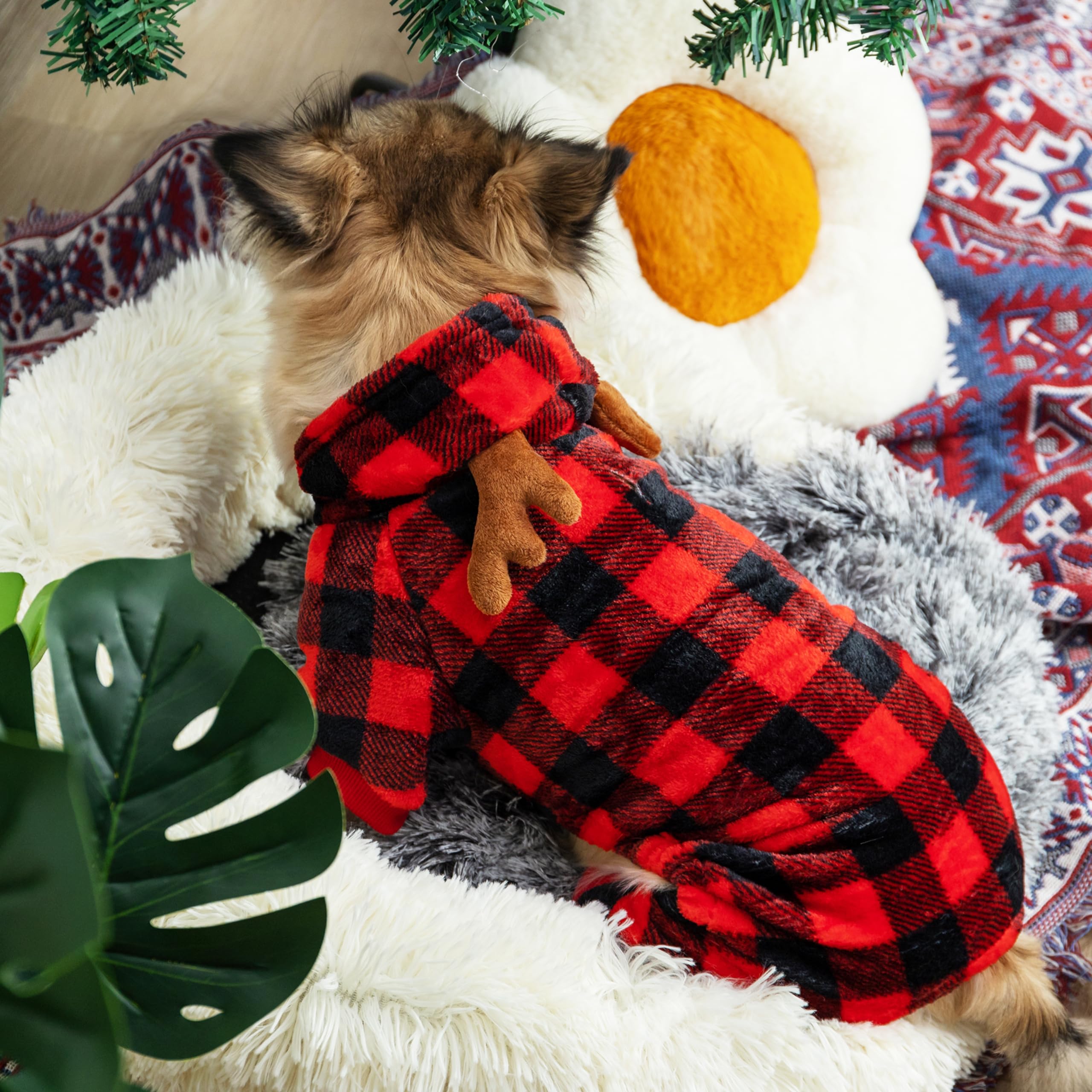 JVVGPET dog pajamas worn by Chihuahua showcasing small-dog fit