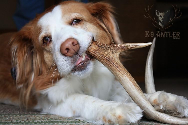 K-9 Antler Co naturally shed USA harvest showcases eco-friendly sourcing.