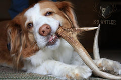 K-9 Antler Co naturally shed USA harvest showcases eco-friendly sourcing.
