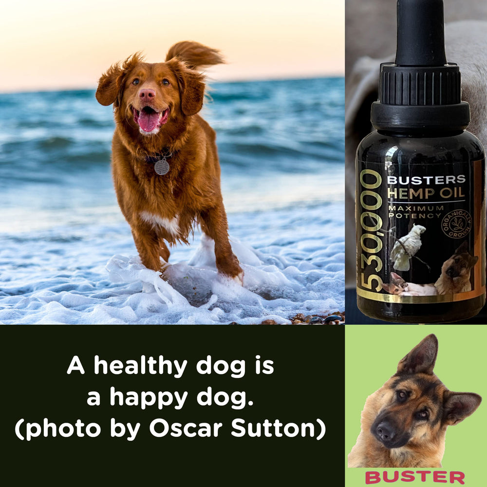 K2xLabs Busters hemp oil cat grooming moment illustrating calming effects