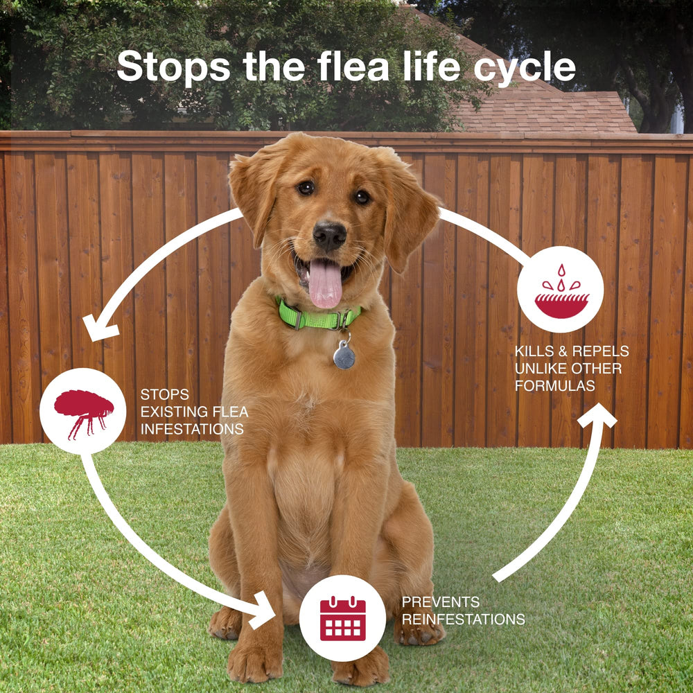 K9 Advantix II multi-pack options for ongoing pest protection.