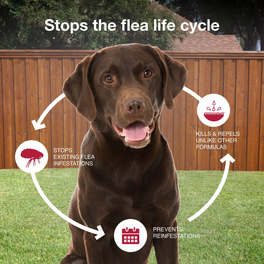 K9 Advantix II spot-on application demonstrates easy monthly treatment