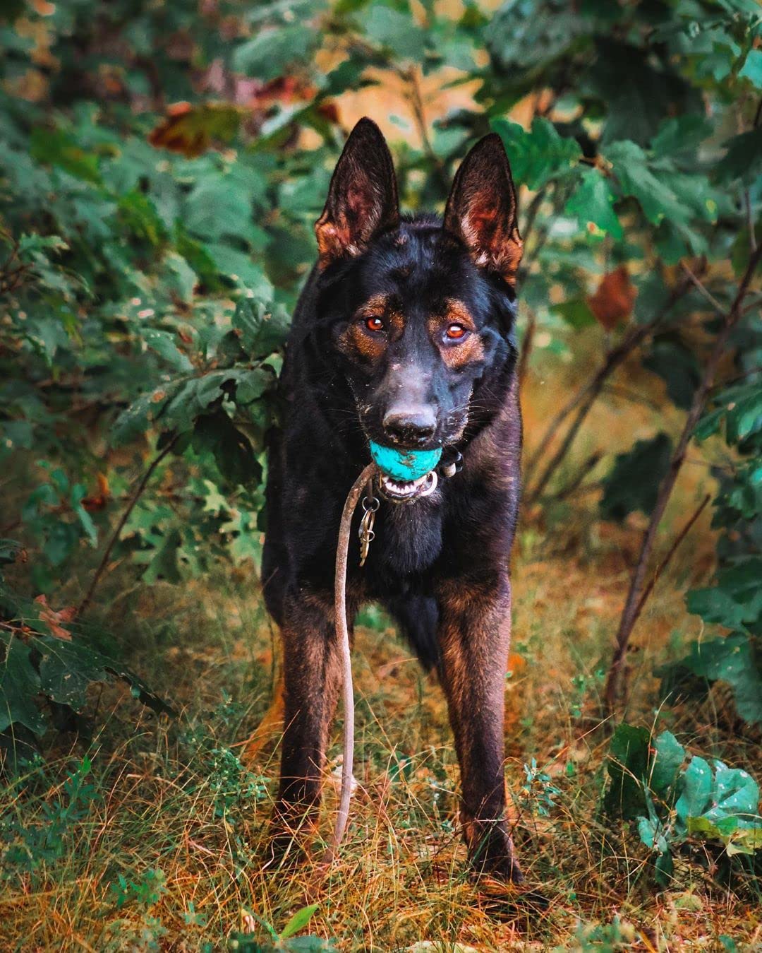 K9 Ops Moki field-test action with Malinois for fetch-ready performance.