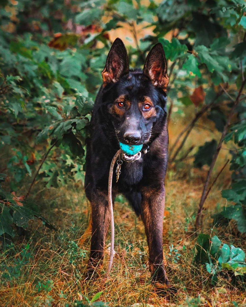 K9 Ops Moki field-test action with Malinois for fetch-ready performance.