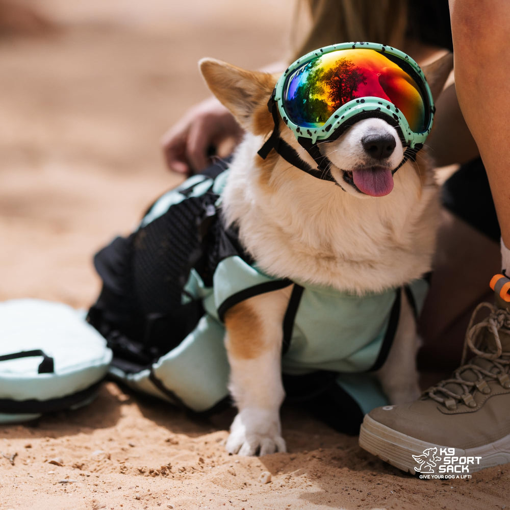 K9 Sport Sack Plus 2 padded back panel reduces fatigue on extended outings.