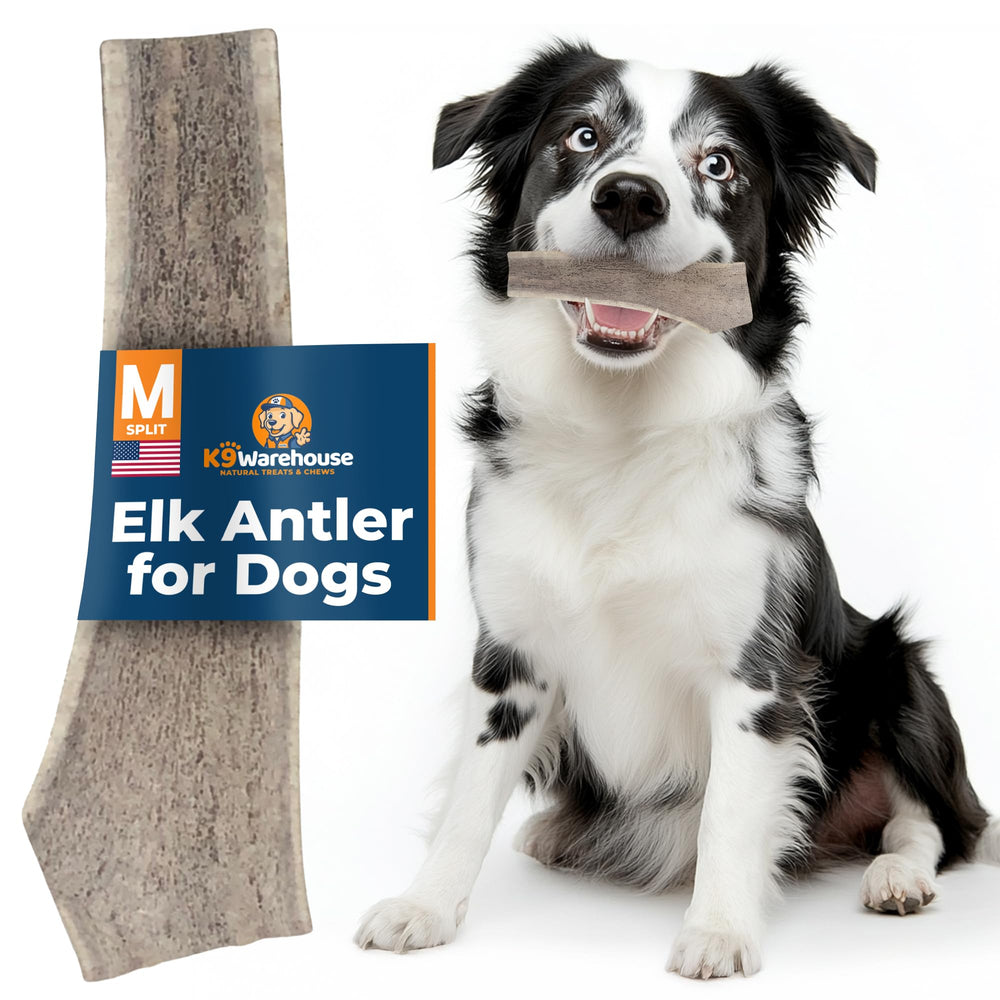 K9warehouse dog enjoying elk antler chew image captures satisfied chewing moment.