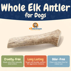 K9warehouse elk antlers dental health image illustrates natural plaque reduction potential