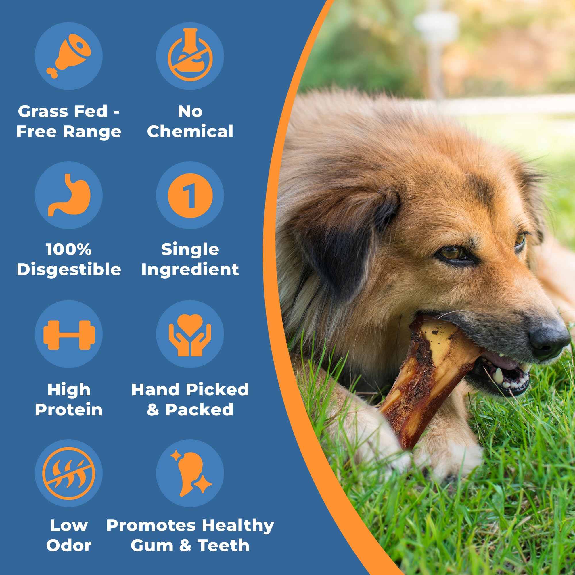 K9warehouse beef marrow filling detail reveals a rich center your dog loves