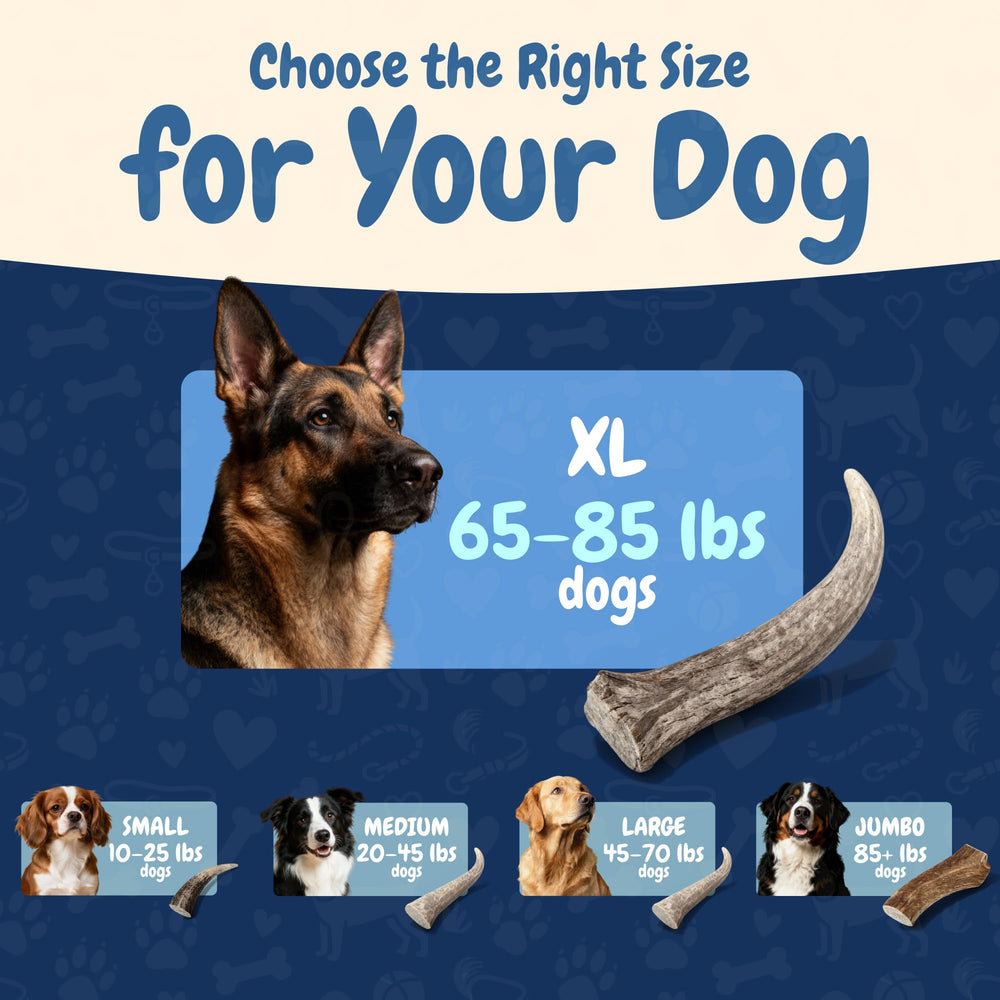 K9warehouse perfect-size-for-dogs shows appropriately sized chew for various breeds.