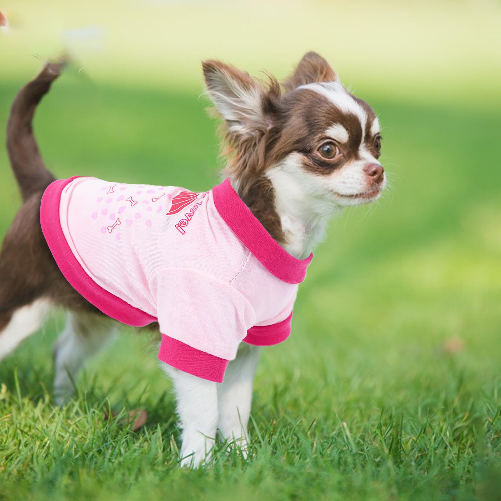 Kallfir's cutie puppy fashion shoot captures cute dog outfits