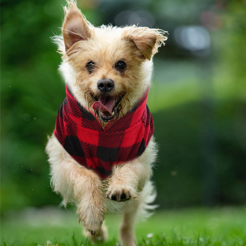 KAMA BRIDAL cat or small dog wearing fleece vest indoors