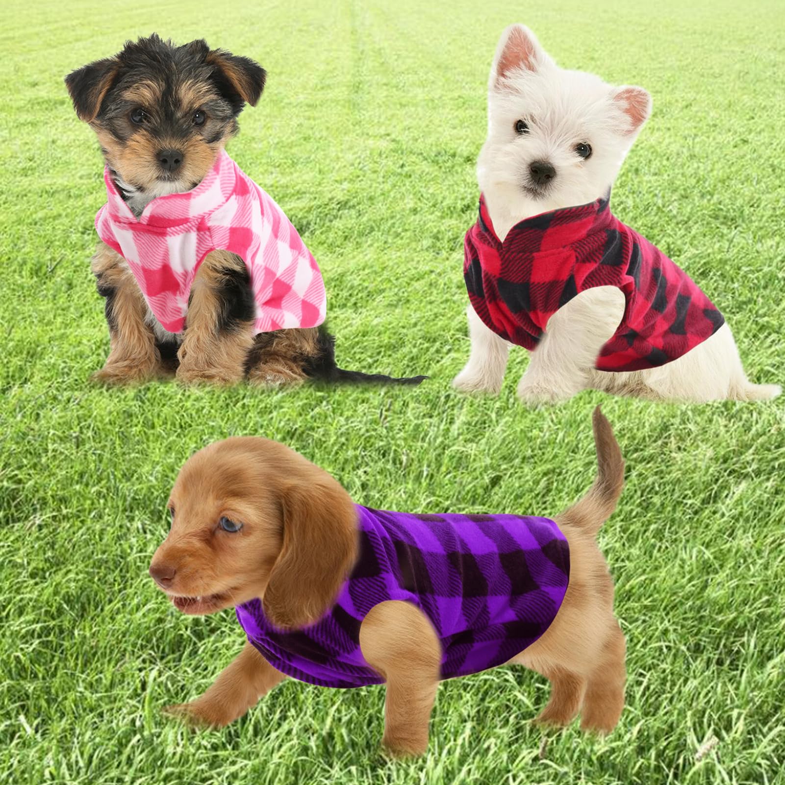 KAMA BRIDAL small dog wearing coat during a stroll