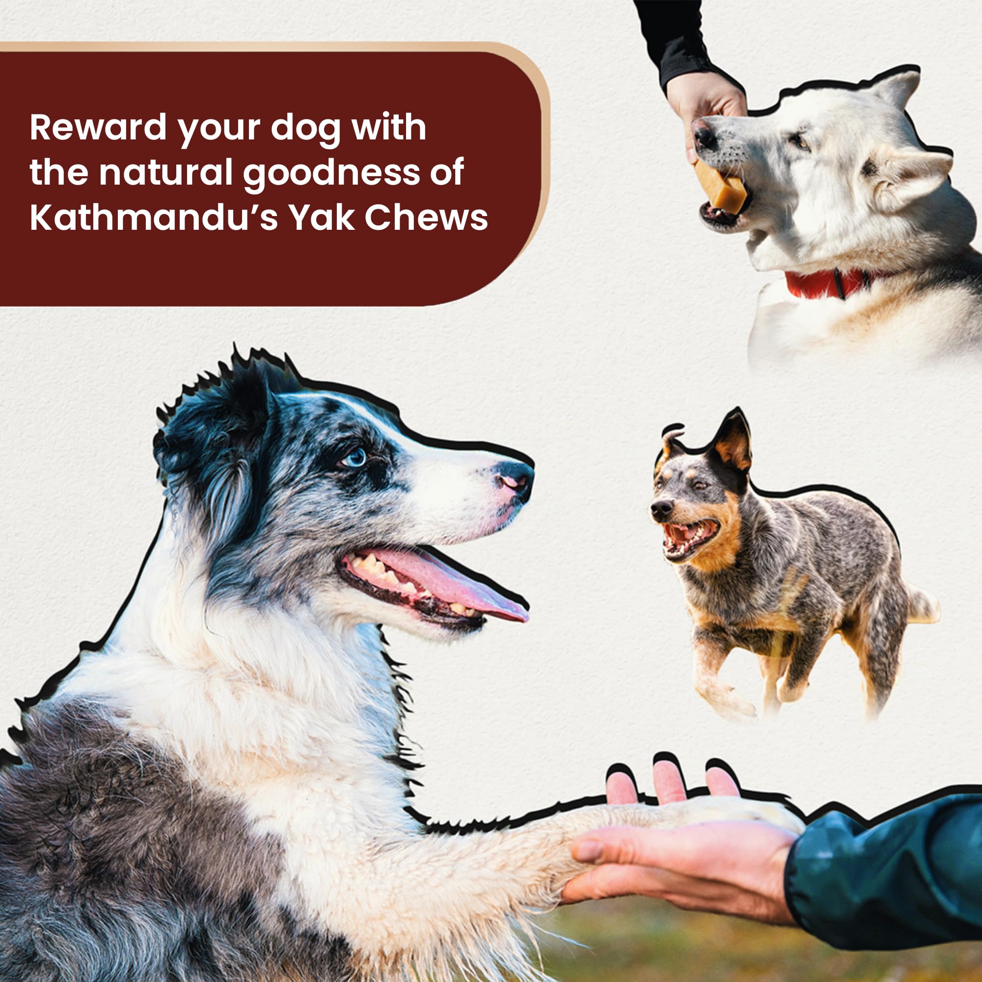 KATHMANDU'S large chews ideal for aggressive chewers.