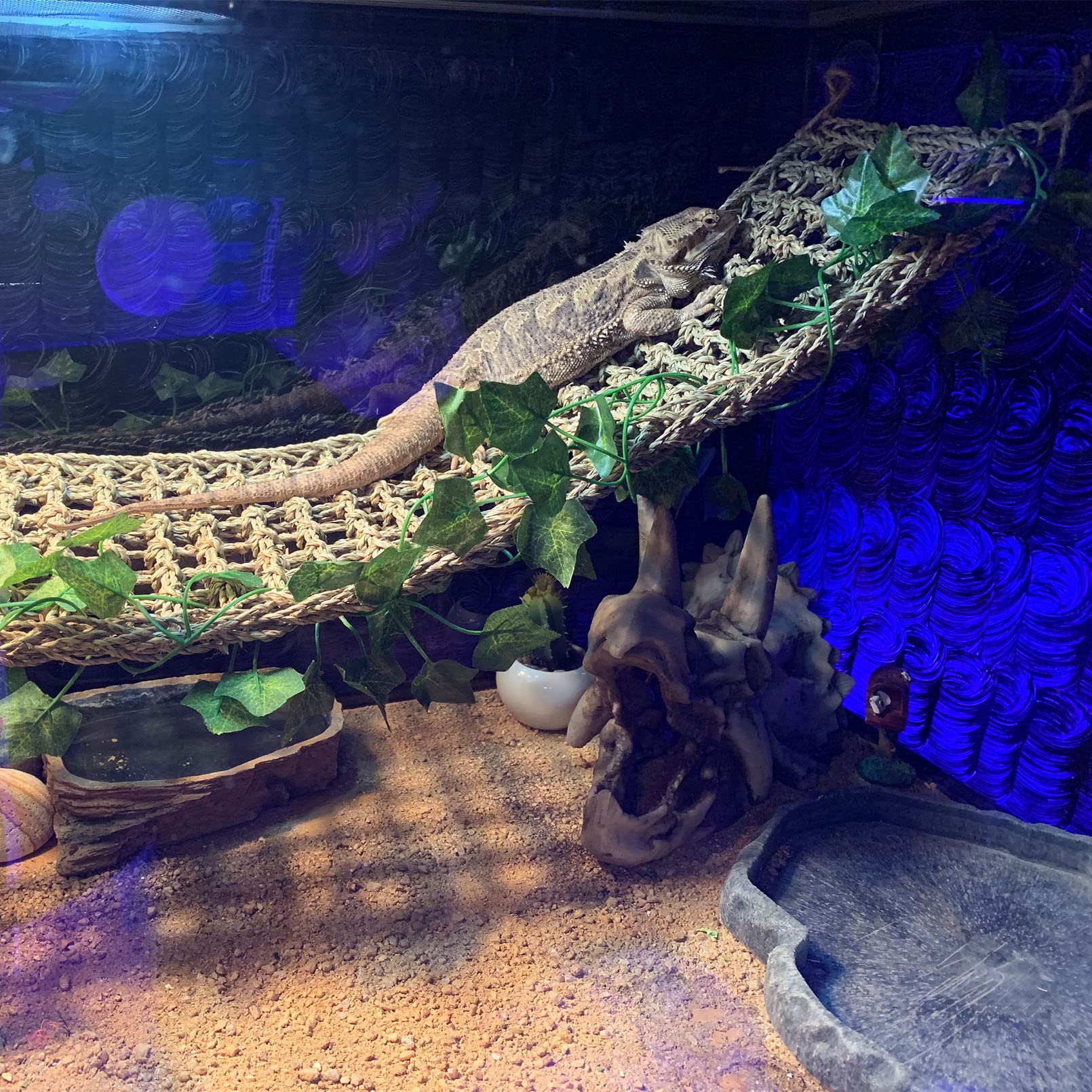 Kathson bearded dragon habitat hideout offers secure retreat and enrichment.