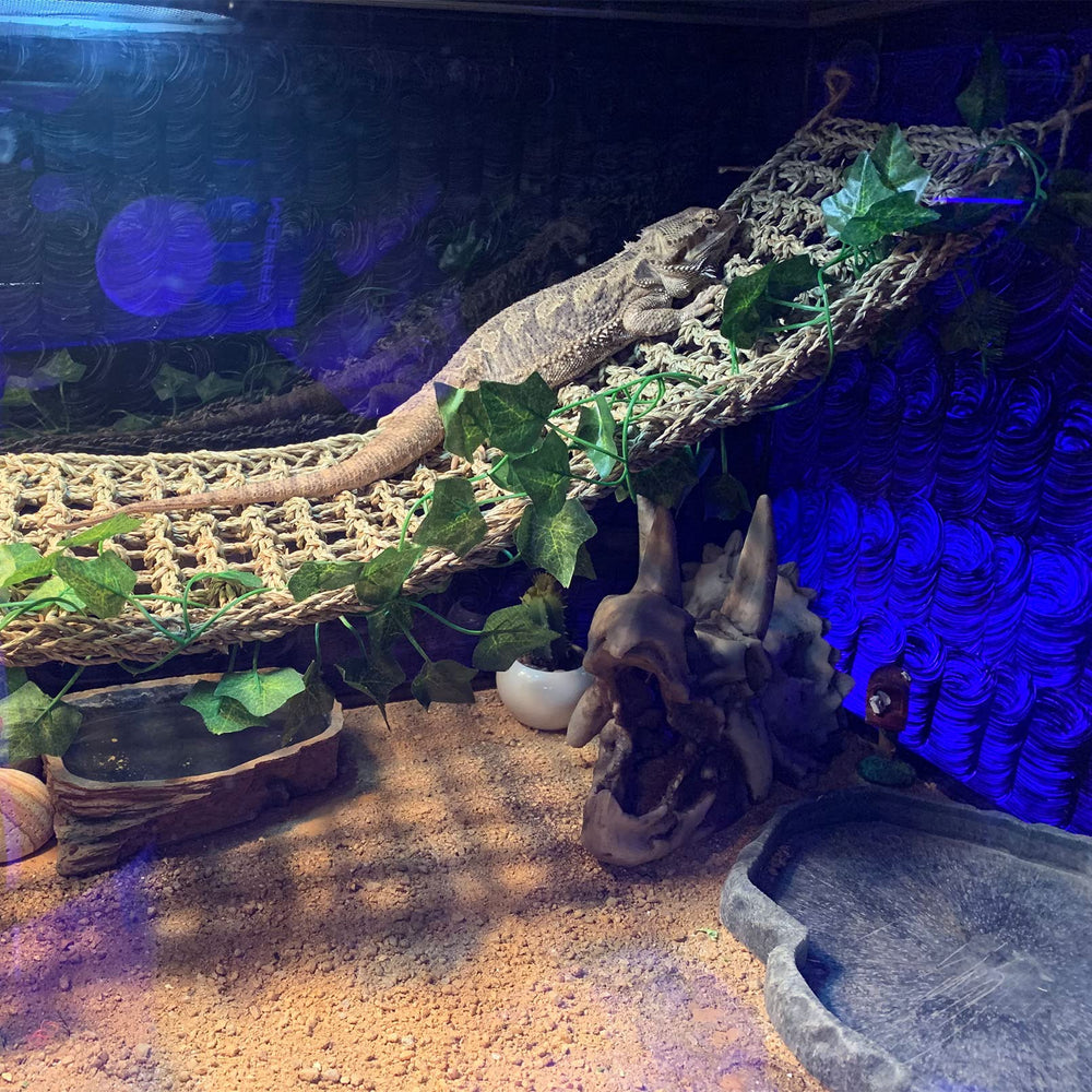 Kathson bearded dragon habitat hideout offers secure retreat and enrichment.