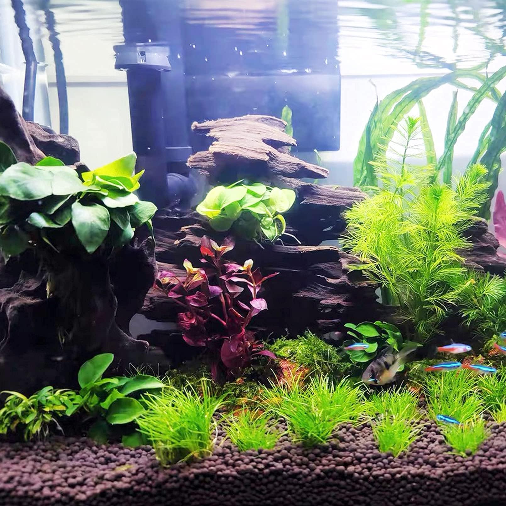Kathson reef-safe driftwood used in terrarium and home landscape