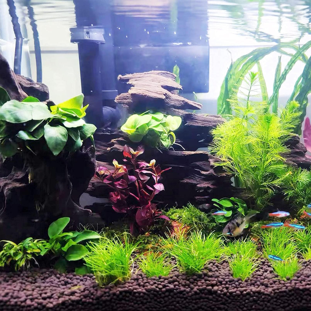 Kathson reef-safe driftwood used in terrarium and home landscape