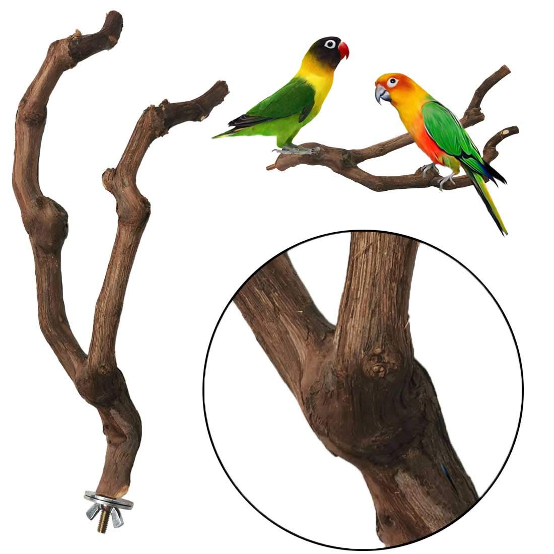Kathson parrot perched on grapevine perch during play and rest in cage