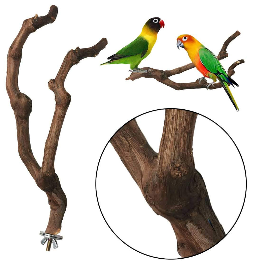 Kathson parrot perched on grapevine perch during play and rest in cage