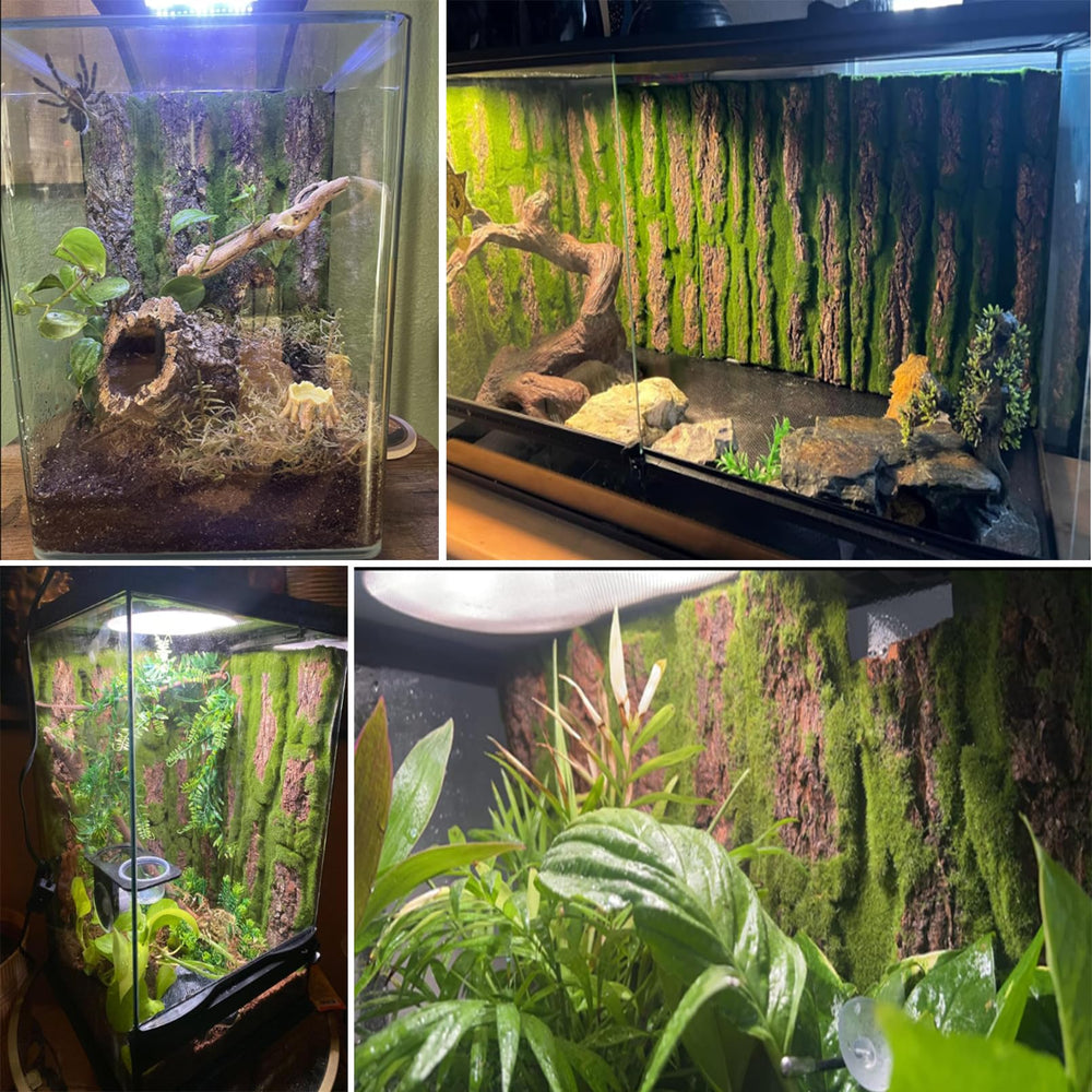 Kathson cork background for bearded dragon enhances the habitat backdrop.
