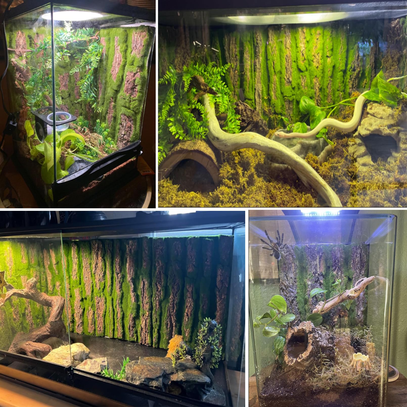 Kathson cork background reusable design suits seasonal terrarium changes.