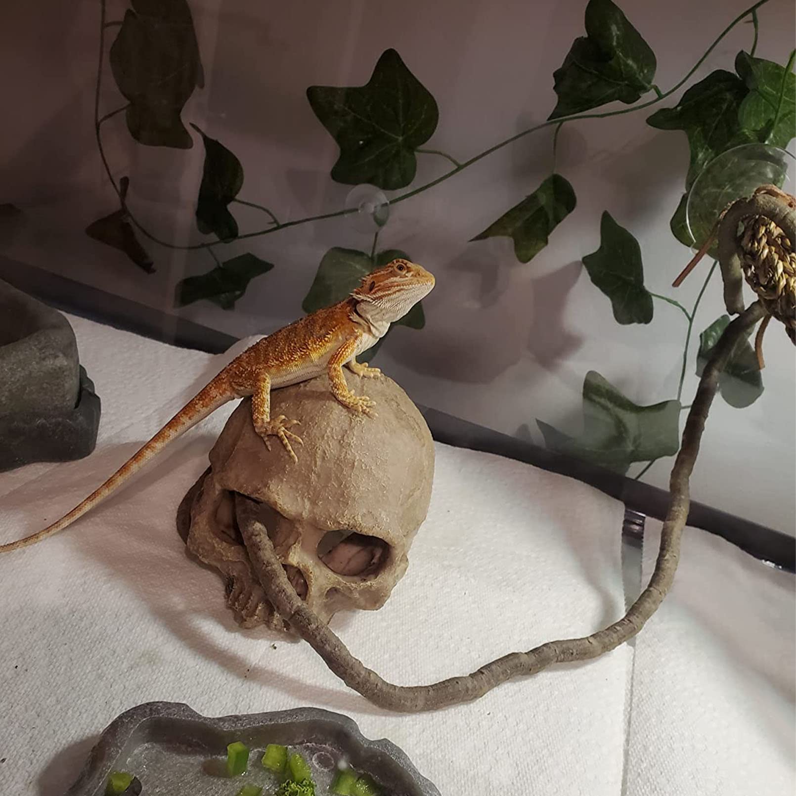 Kathson terrarium setup bearded dragon demonstrates safe enrichment