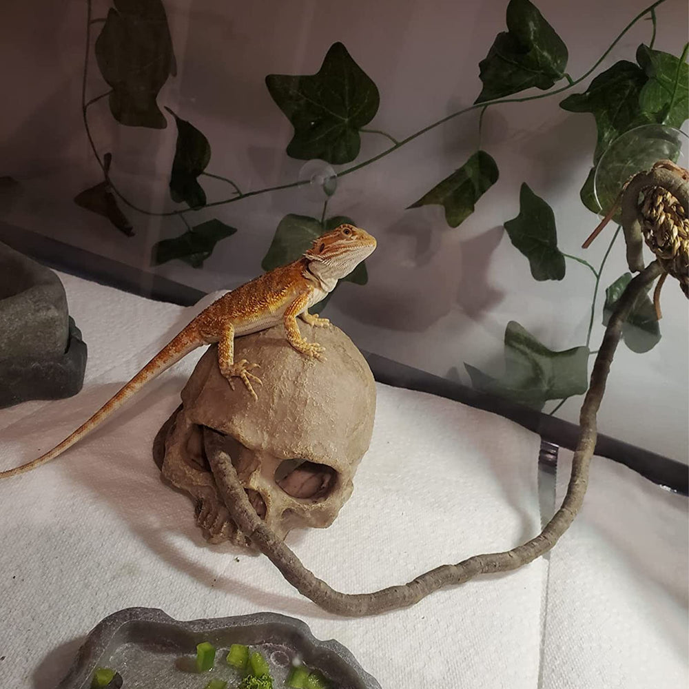 Kathson terrarium setup bearded dragon demonstrates safe enrichment