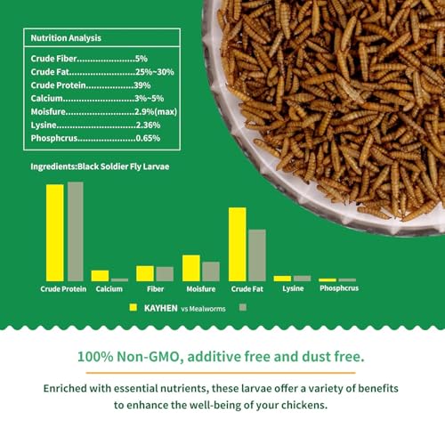 KayHEN BSFL detail closeup showcases rich protein content for poultry nutrition.