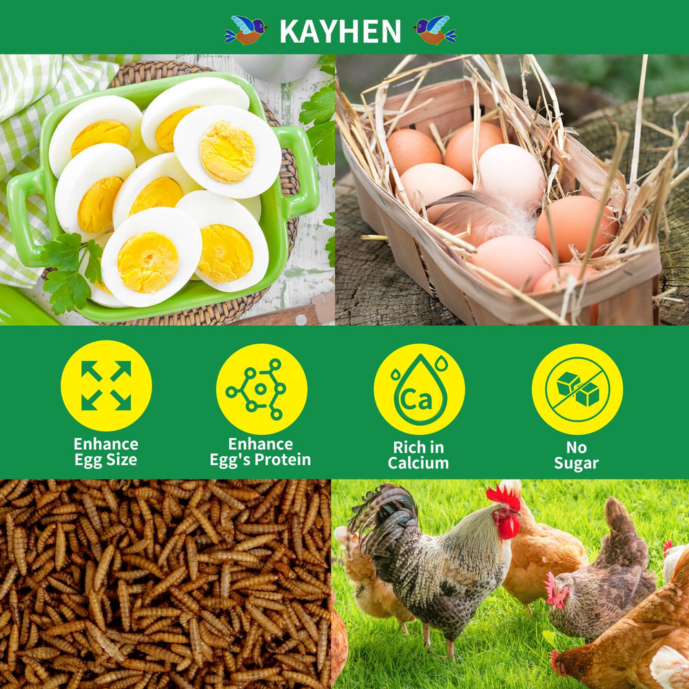 KAYHEN dried BSFL close-up emphasizes calcium-rich poultry nutrition.