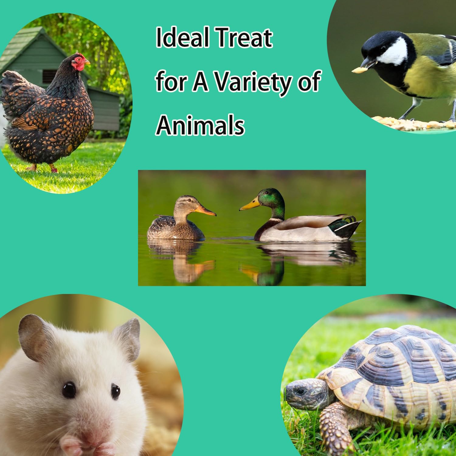 KayHEN dried mealworms support healthy feathering and egg production