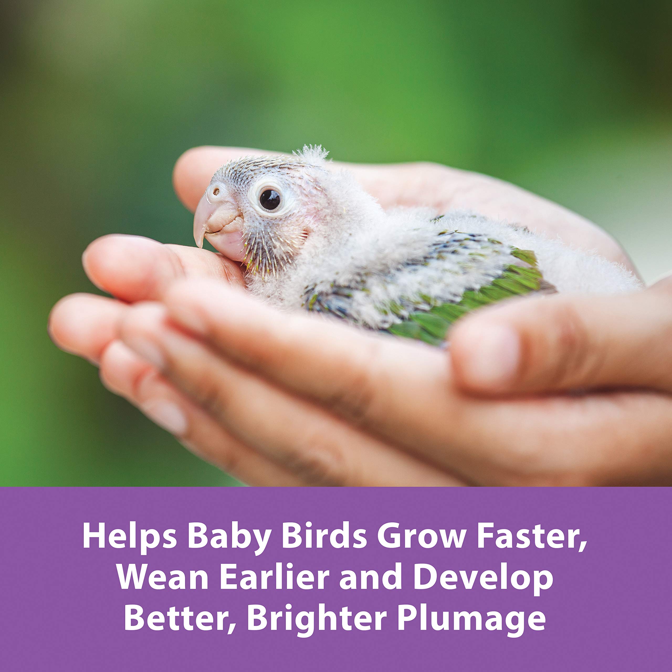 Kaytee Exact Hand Feeding with probiotics promoting healthy gut microflora.