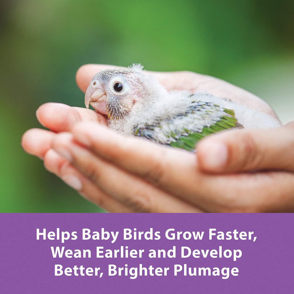 Kaytee Exact Hand Feeding with probiotics promoting healthy gut microflora.