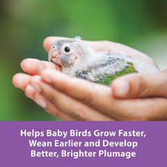 Kaytee Exact Hand Feeding with probiotics promoting healthy gut microflora.