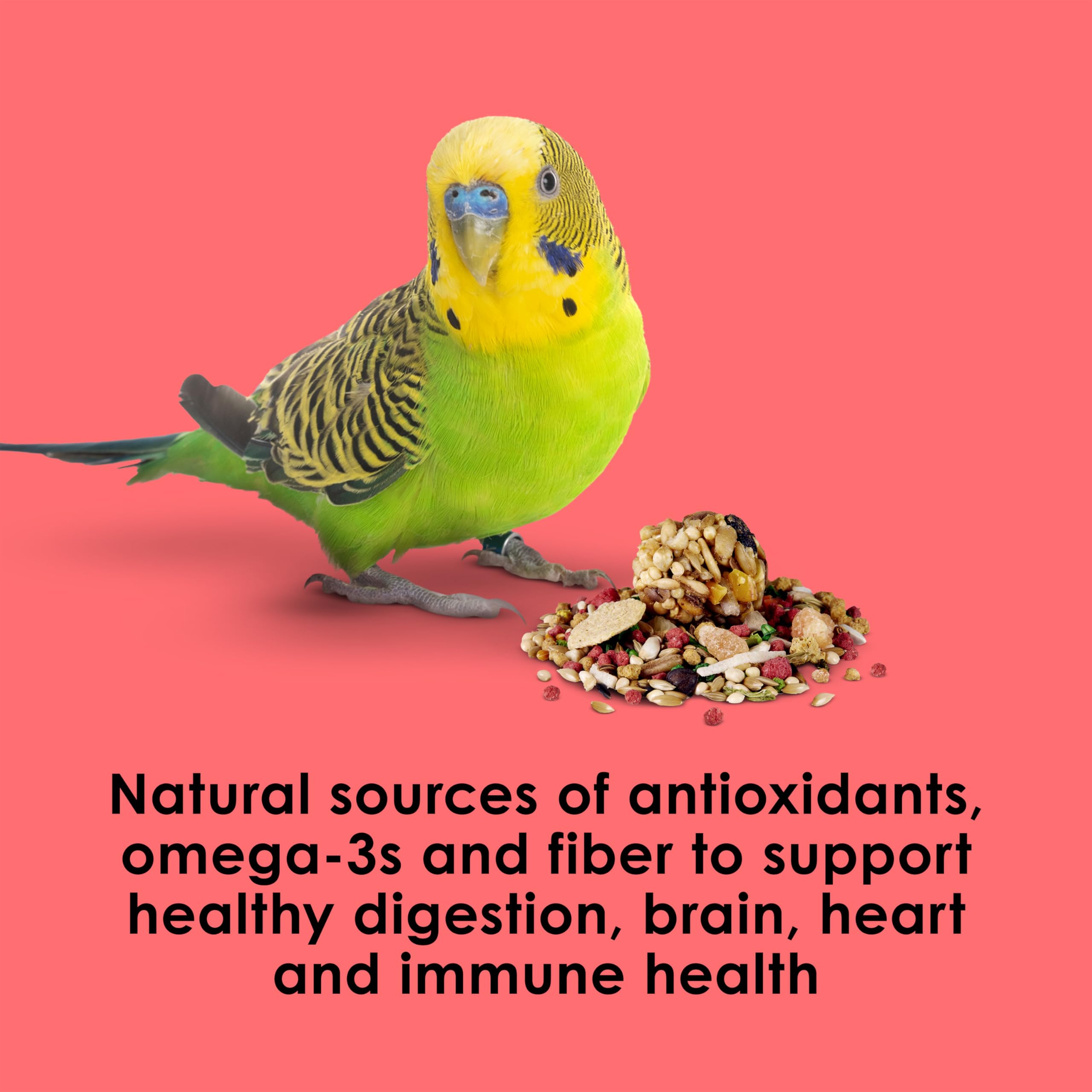 Kaytee Fiesta parakeet-food foraging activity scene promoting natural enrichment.