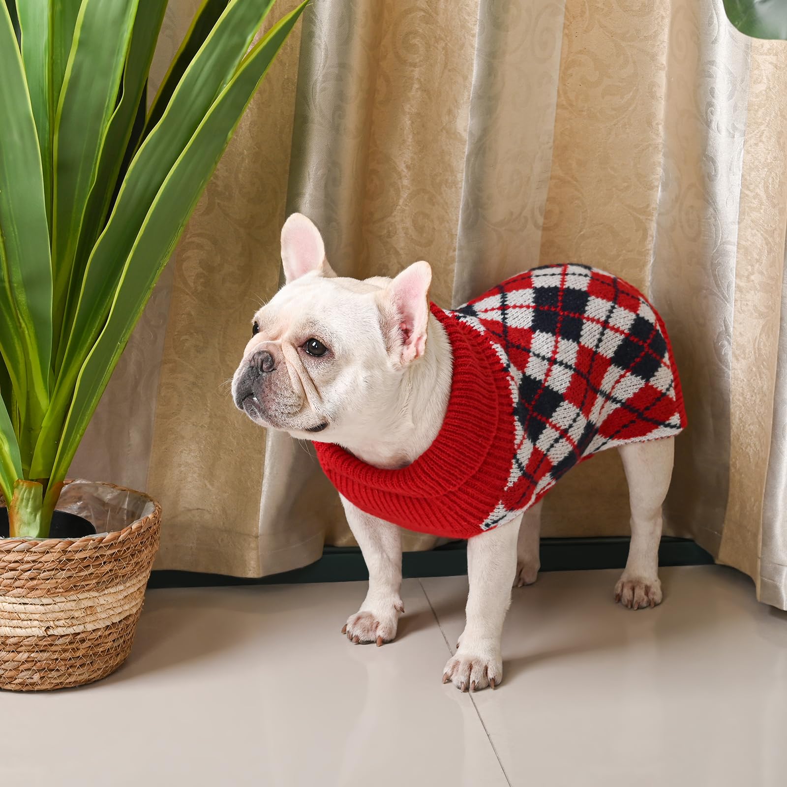 KCFESTIHUE model wearing sweater demonstrates everyday comfort for medium breeds.