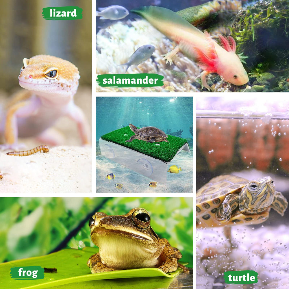 Keedolla large turtle basking surface supports warm, calming basking sessions.