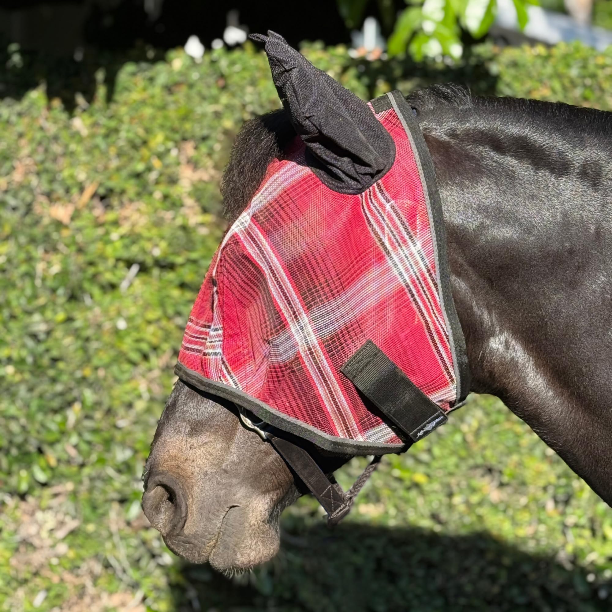 Kensington Signature Fly Mask soft ears protecting against bugs while remaining gentle.