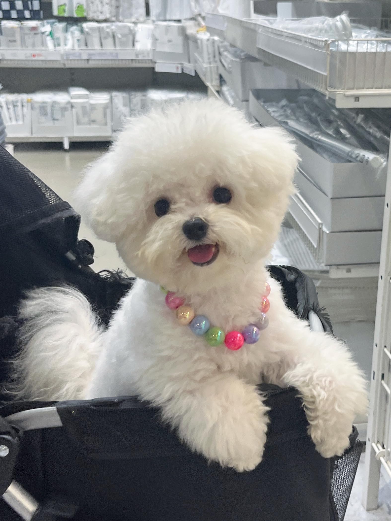 Kepudengen necklace shown in a photoshoot clip for stylish pet accessory