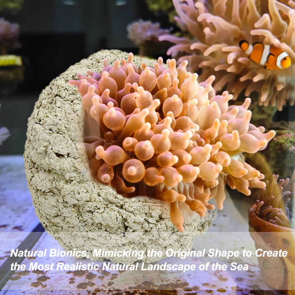 KFPSHLQE Anemone Nest easy-use design simplifies initial setup and maintenance.