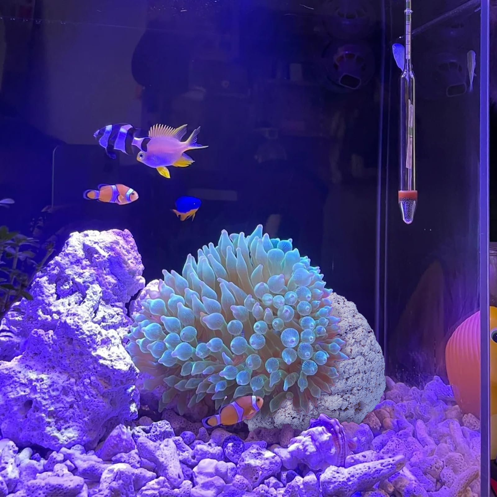 KFPSHLQE Anemone Nest tank landscape highlights natural reef aesthetics and habitat.