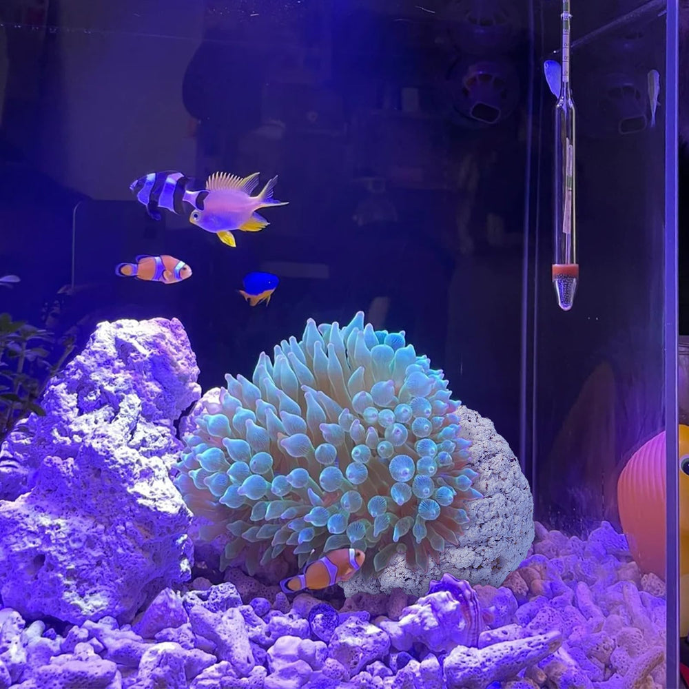 KFPSHLQE Anemone Nest tank landscape highlights natural reef aesthetics and habitat.