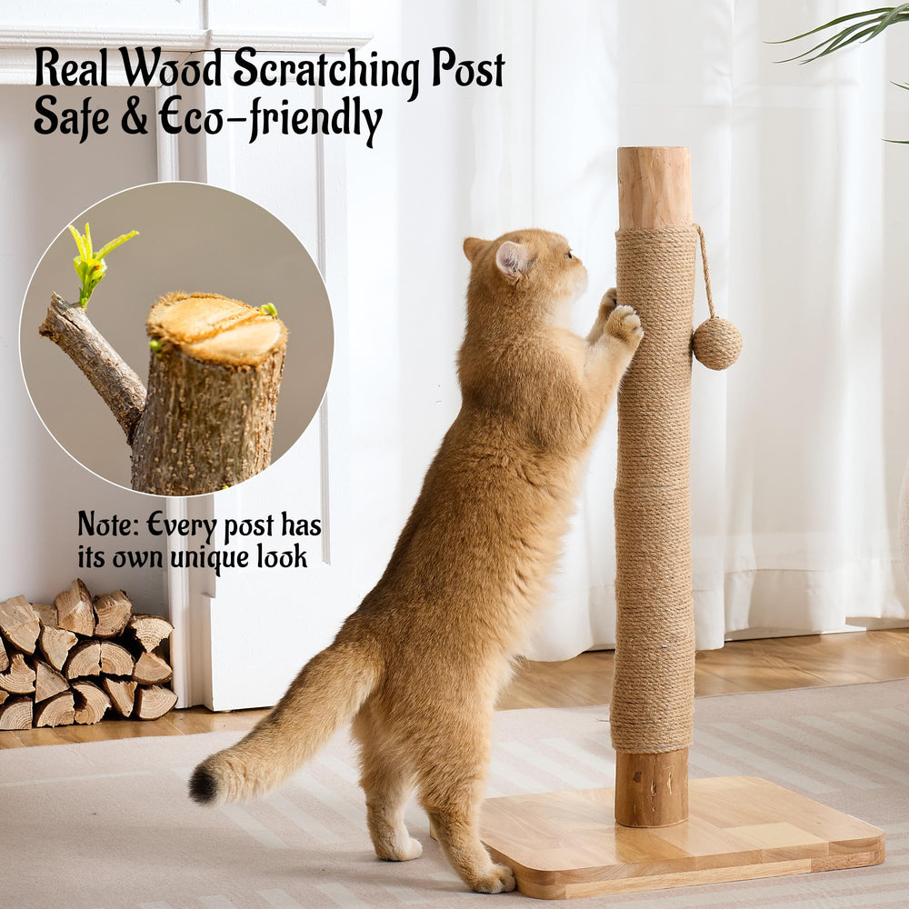 Kicari height of 28.7 inches supports full-body stretching for kittens and adults.