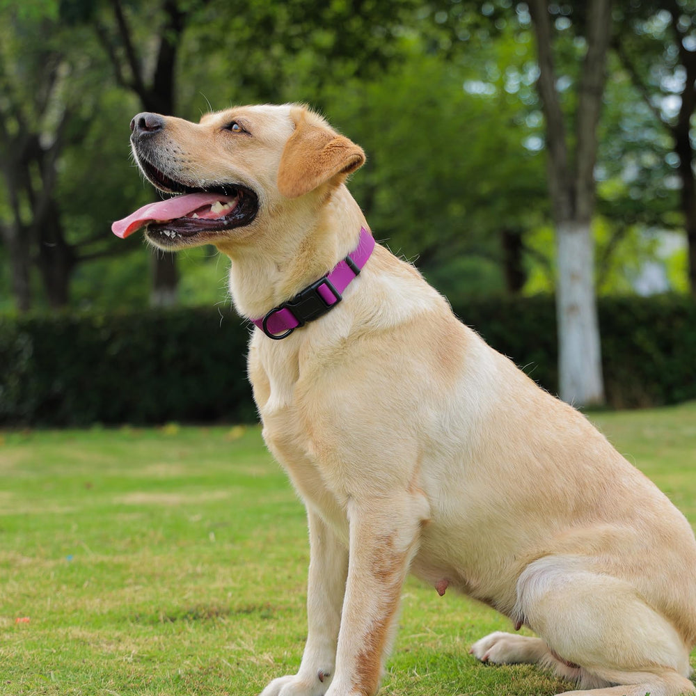 Collar morado de Kidding Pets para perros de cualquier tamaño.