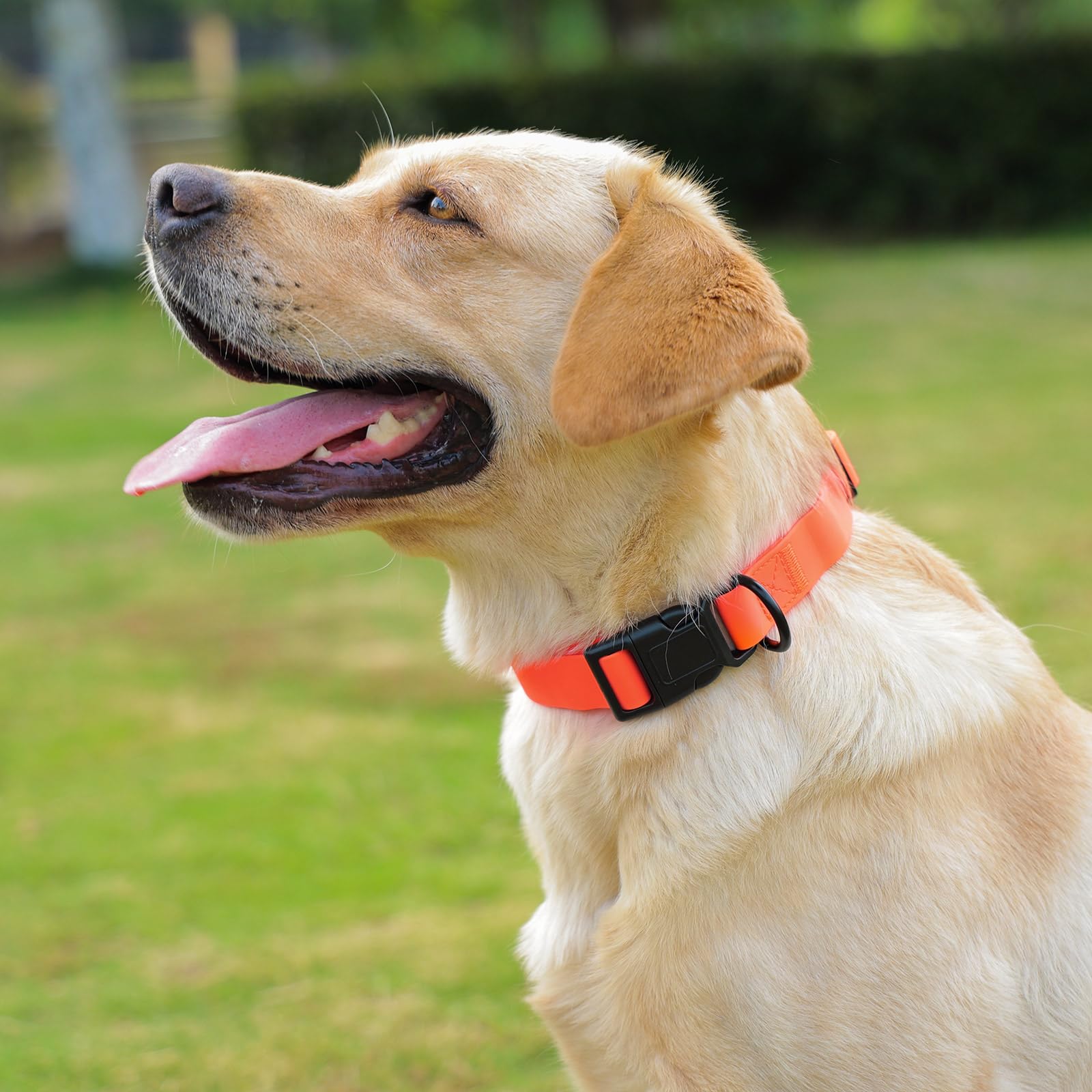 Kidding Pets collar disponible en varias tallas y colores para ajustar a tu mascota.