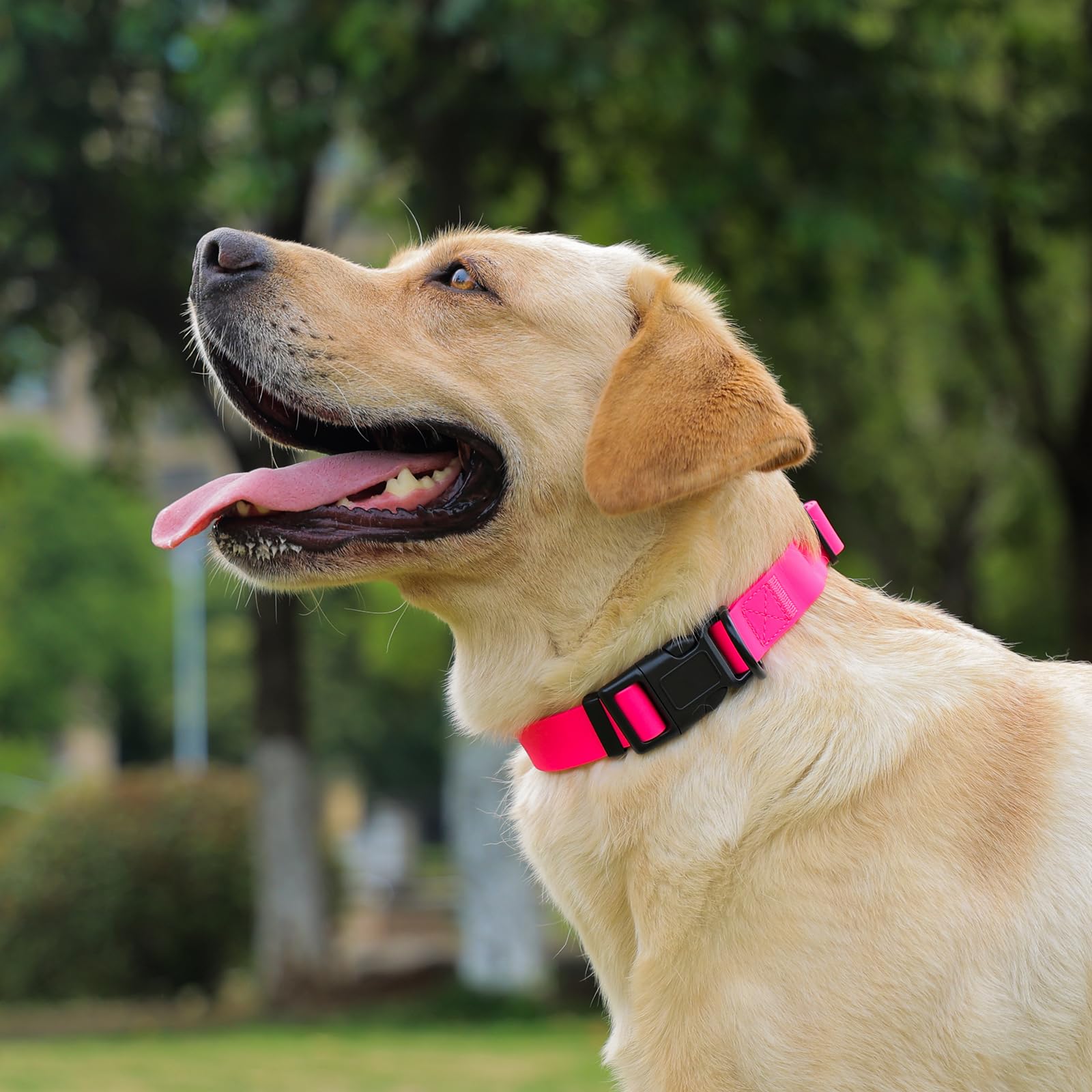 Kidding Pets collar disponible en varios colores y tallas para adaptar el estilo.