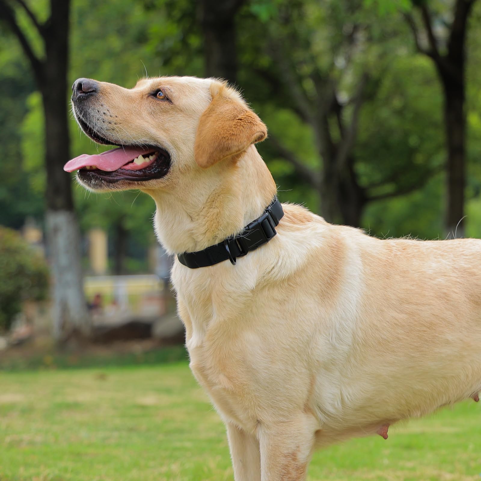 Kidding Pets easy-clean collar, simply wipe with a damp cloth.